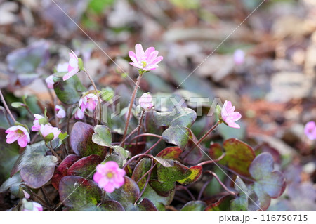 可愛い　オオミスミソウの花 116750715