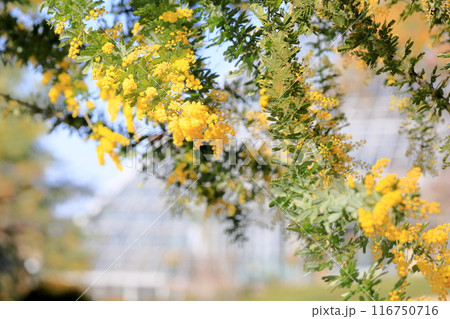 ギンヨウアカシアの花 ギンヨウアカシアの花 116750716