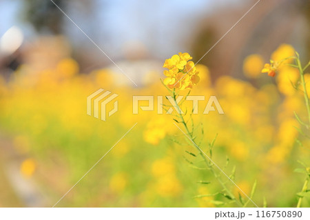 菜の花　満開 116750890