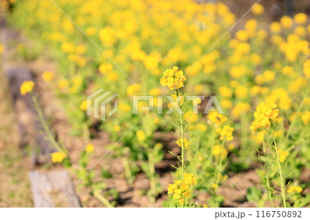 菜の花　満開 116750892