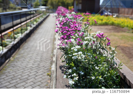 ナデシコの花 満開 ナデシコの花 満開 116750894
