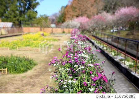ナデシコの花　満開 116750895