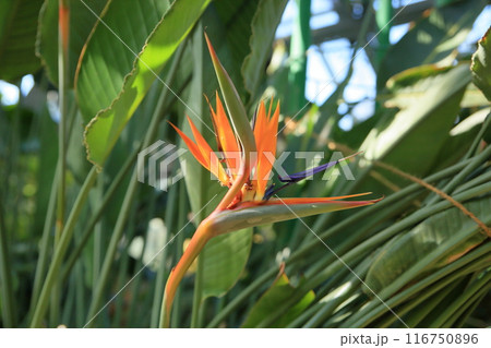 ゴクラクチョウカの花 ゴクラクチョウカの花 116750896
