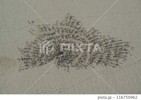 Nest of sea Crab marks on the beach. Nest of sea Crab marks on the beach. 116750962
