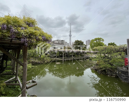亀戸天神社から望むスカイツリー 116750990