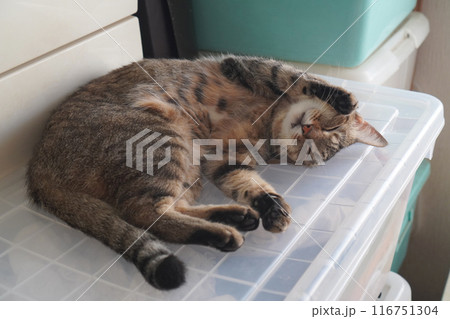 眠るキジトラ 眠るキジトラ 116751304