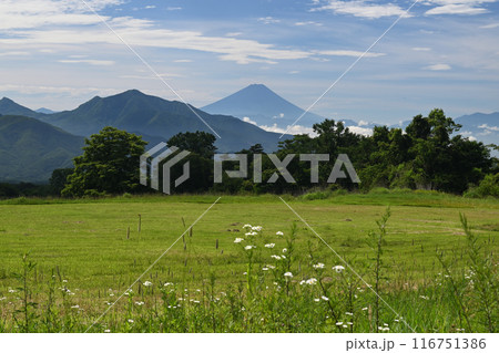 清里からみえる富士山 116751386