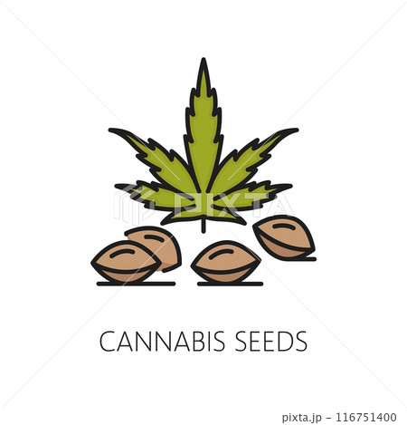 Medical cannabis seeds color thin line icon. Natural CBD farm linear sign, medical cannabis drug or medicine weed shop thin line vector pictogram or symbol with marijuana seeds and leaves 116751400