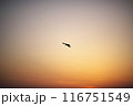 夕焼け空を飛ぶ鳥 116751549