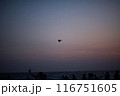 夕暮れの海を飛ぶ烏、集う人々 116751605