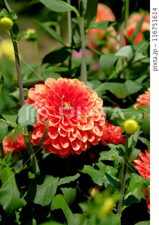 ダリア園にて 116751614