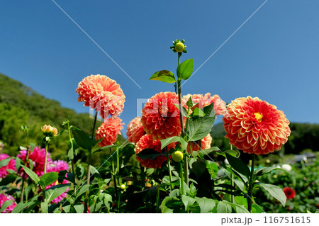 ダリア園にて 116751615