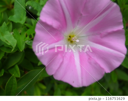 ヒルガオ 116751629