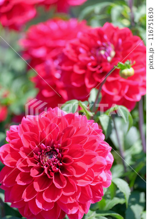 ダリア園にて 116751630