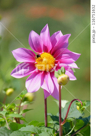 ダリア園にて ダリア園にて 116751632