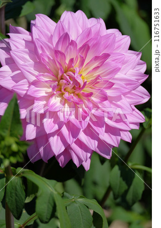 ダリア園にて 116751633