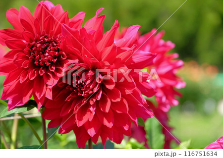 ダリア園にて 116751634