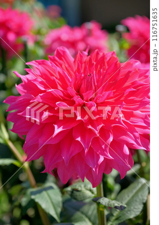 ダリア園にて 116751635