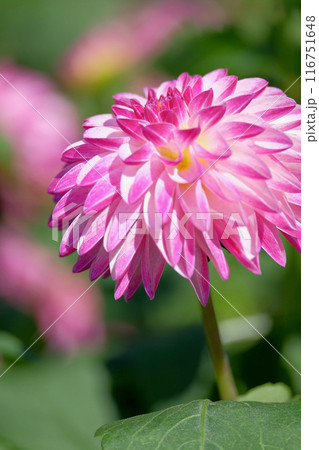 ダリア園にて 116751648