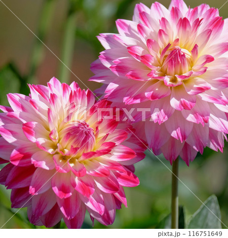 ダリア園にて 116751649