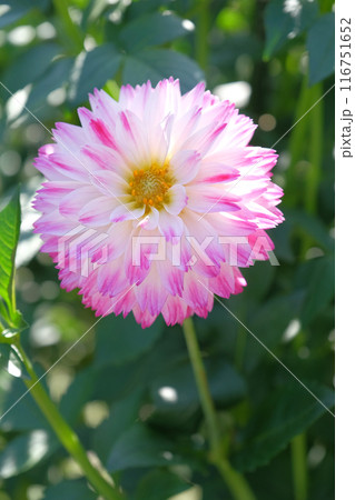 ダリア園にて ダリア園にて 116751652