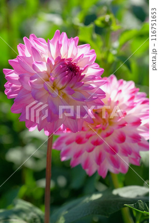 ダリア園にて 116751653