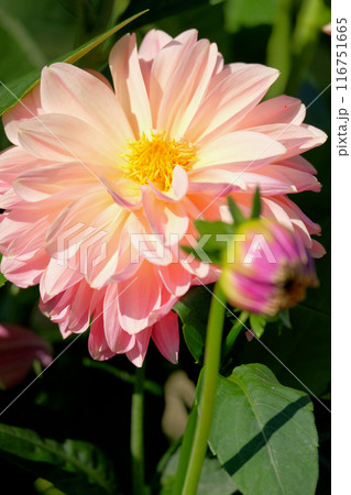 ダリア園にて 116751665