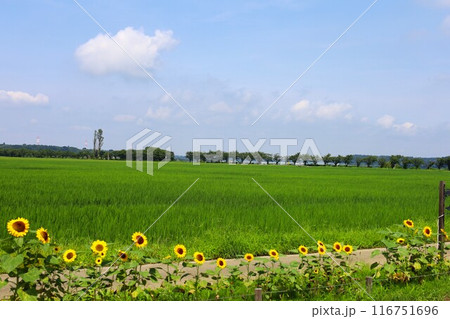 ひまわりと田んぼの田園風景（佐倉ふるさと広場） 116751696