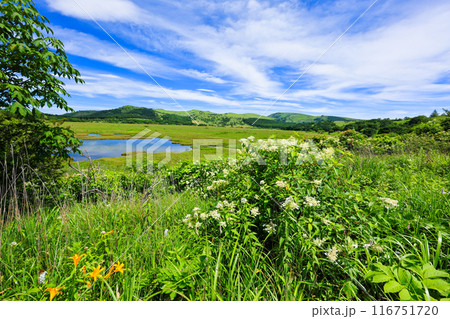 新緑の八島ヶ原湿原 116751720