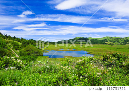 花咲く八島ヶ原湿原 116751721