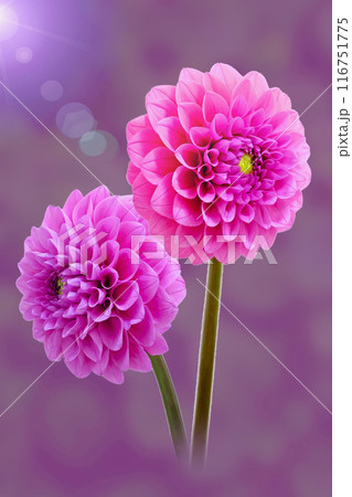 ダリア　キラキラ　装飾 116751775