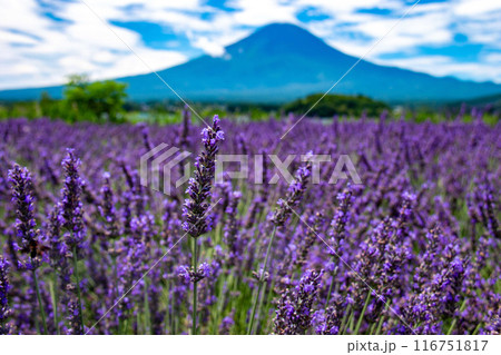 夏 河口湖ラベンダーと富士山の雄姿 夏 河口湖ラベンダーと富士山の雄姿 116751817