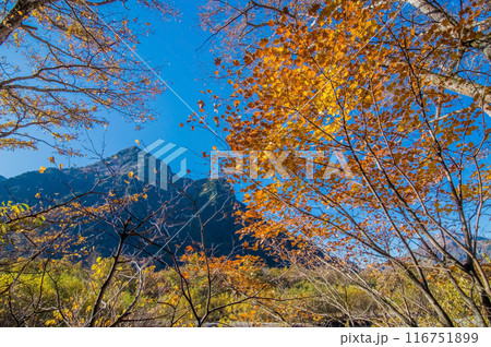 【秋の上高地】紅葉するカエデと六百山・焼岳 【秋の上高地】紅葉するカエデと六百山・焼岳 116751899