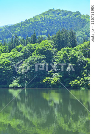 初夏の大源太湖　静寂な湖畔の風景　新潟県湯沢町　 116751906