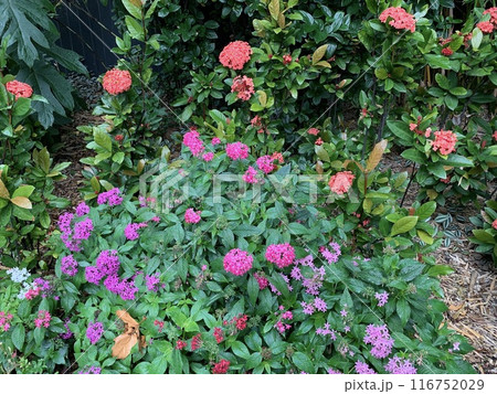 濃いピンクのバラ 濃いピンクのバラ 116752029