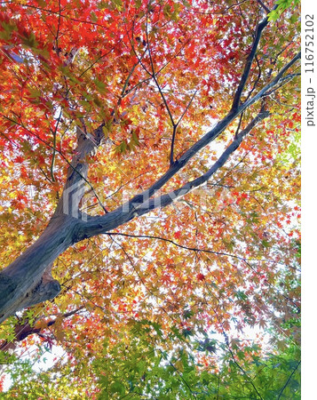 真っ赤に染まったモミジの葉 真っ赤に染まったモミジの葉 116752102