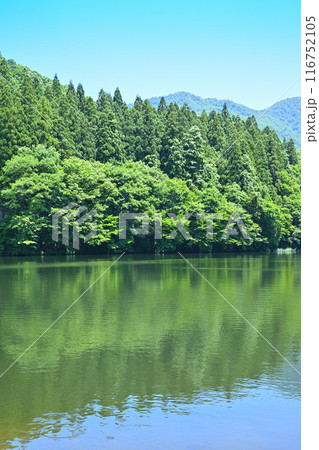 初夏の大源太湖　静寂な湖畔の風景　新潟県湯沢町　 116752105