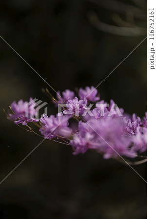 ピンクの花を咲かせるミツバツツジ 116752161