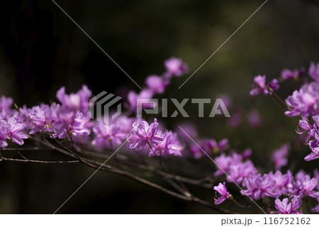 ピンクの花を咲かせるミツバツツジ ピンクの花を咲かせるミツバツツジ 116752162