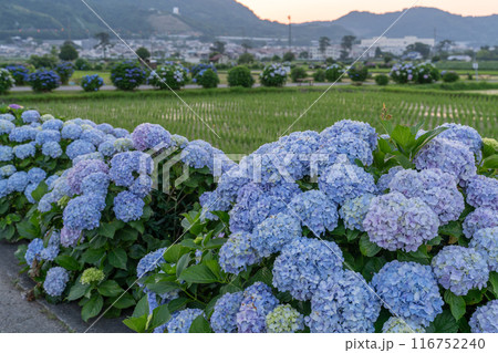 《神奈川県》夜明けのあじさい・あじさいの名所開成町 《神奈川県》夜明けのあじさい・あじさいの名所開成町 116752240