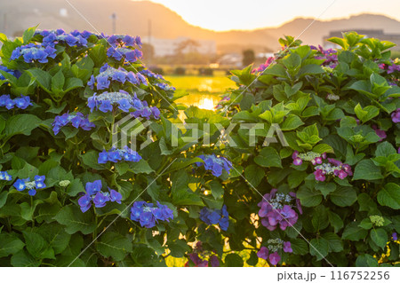 《神奈川県》夜明けのあじさい・あじさいの名所開成町 《神奈川県》夜明けのあじさい・あじさいの名所開成町 116752256