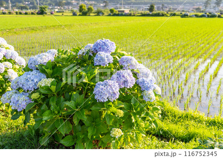 《神奈川県》夜明けのあじさい・あじさいの名所開成町 116752345