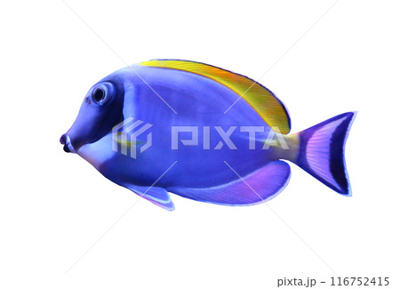 Acanthurus leucosternon fish isolated on white. 116752415
