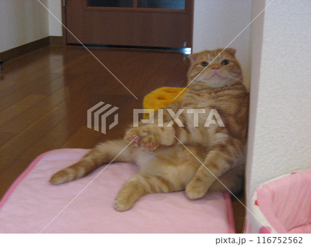 見上げる猫 見上げる猫 116752562