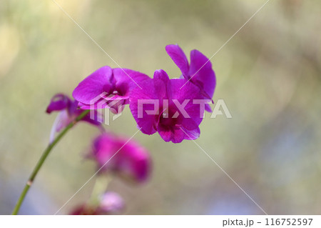 Purple orchid in bloom of Focus on the middle of the flower. 116752597