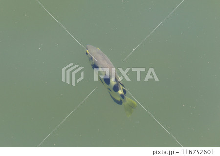 Archer fish or Tiger fish swimming in the river. 116752601
