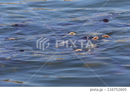 Swai fish are coming up to breathe and eat the food pellets thrown down. 116752605