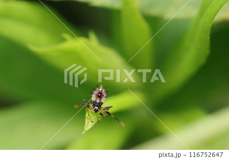 5ミリ未満の小さい幼虫でも威嚇ポーズをとるハリカメムシ（自然光＆ストロボ・マクロレンズ接写） 116752647