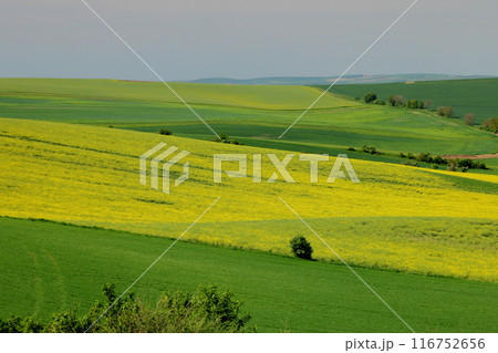 中央ヨーロッパのチェコ共和国　南モラヴィア州キヨフ近くのモラヴィア大草原　菜の花畑などが広がる景色 116752656