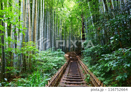 サムライ古径の竹林の風景(佐倉市のひよどり坂) サムライ古径の竹林の風景(佐倉市のひよどり坂) 116752664